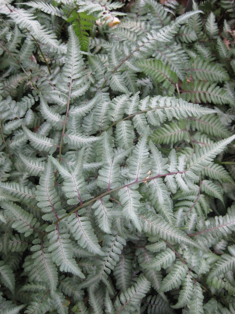 Athyrium niponicum 'Silver Falls' (2013)c