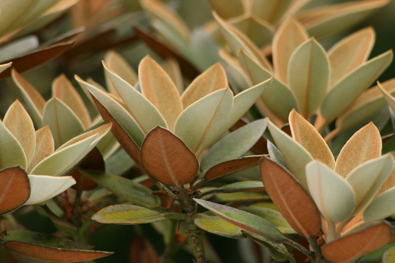 Rhododendron-pachysanthum-RAS-6-2009