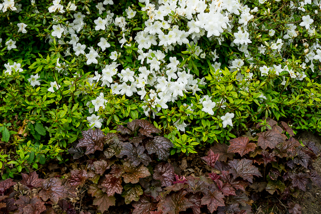 Rhododendron 'Silver Fountain' & Heuchera v 'Purple Palace' (1 van 1)